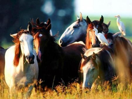 la priere du cheval